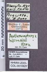 Etikette zu Anthracopteryx hiemalis (NHMW-ZOO-COL-0010827)